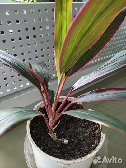 Али- фикус. Корделина