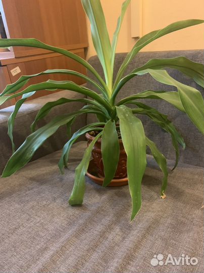 Цветок комнатный драцена душистая
