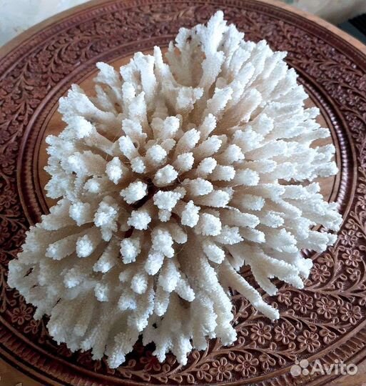 Большой коралл