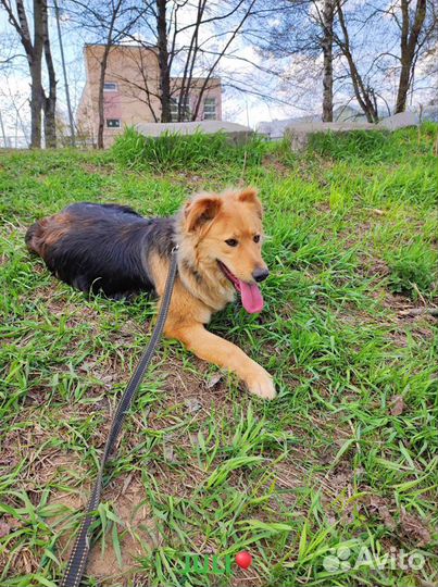 Заберите Мотю из приюта