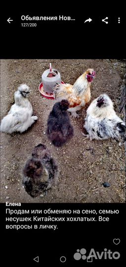 Куры молодки несушки