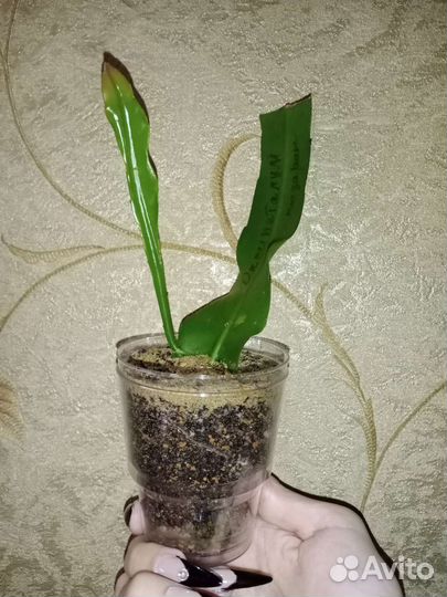 Эпифиллум оксипеталум (Леди ночь)