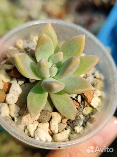 Суккуленты