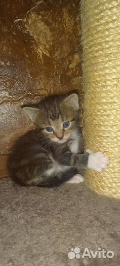 Котята мейн-кун