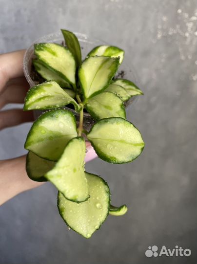 Хойя хешкелиана вариегатная, кентиана вариегатная