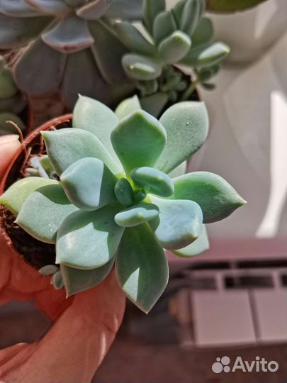 Суккуленты