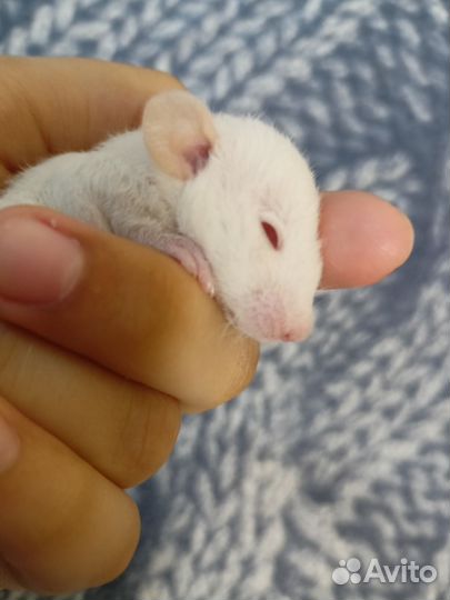 Крысы дамбо девочки Рекс и стандарт