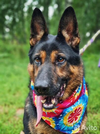 Овчарка в дар