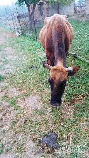 Корова дойная