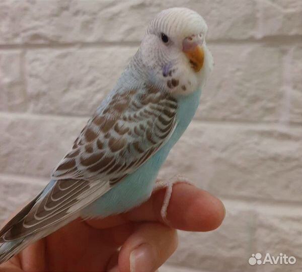 Волнистый попугай чех