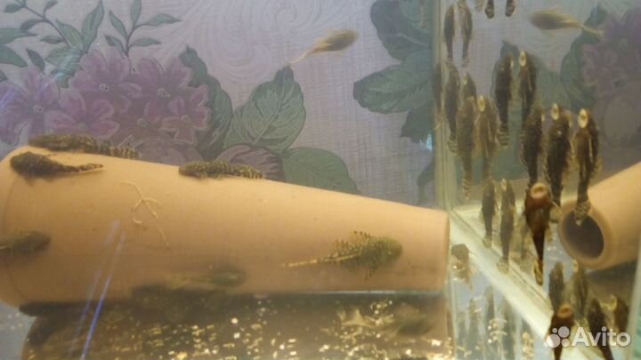 Аквариумные рыбки сомики анцитрусы