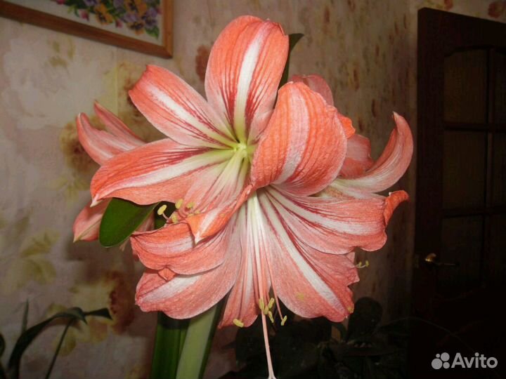 Гиппеаструм