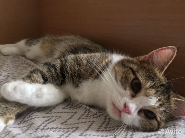 Кошка в добрые руки