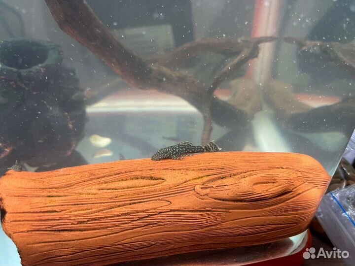 Мальки сома анцитруса, 3-4 см