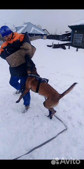 Дрессировка собак