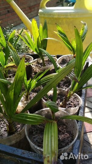 Пальма Трахикарпус Форчуна