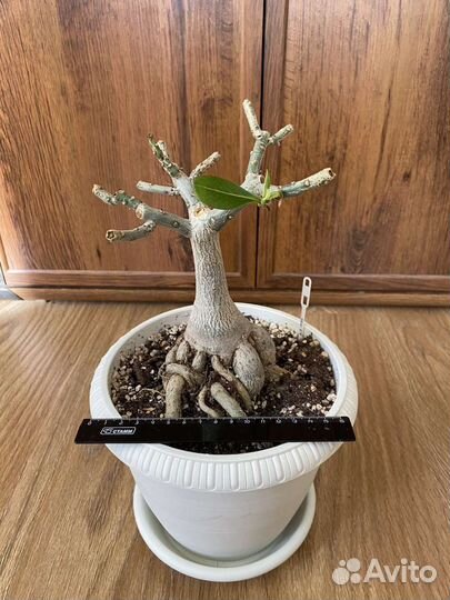 Адениумы- осьминоги взрослые