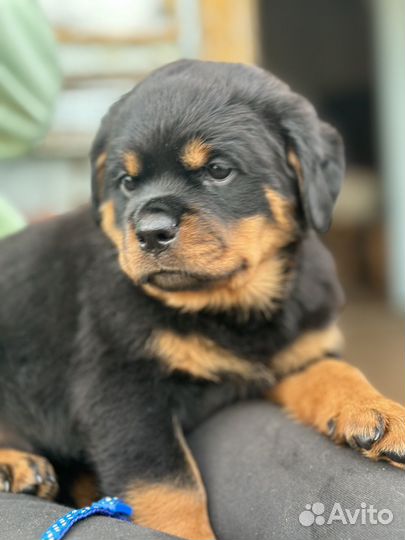 Щенки ротвейлера