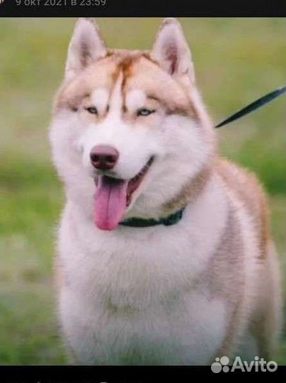 Сибирский хаски вязка