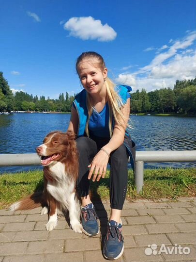 Кинолог. Воспитание и дрессировка собак