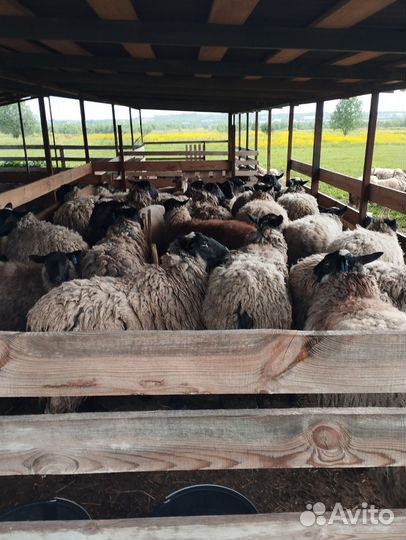 Куйлар бор (бараны)