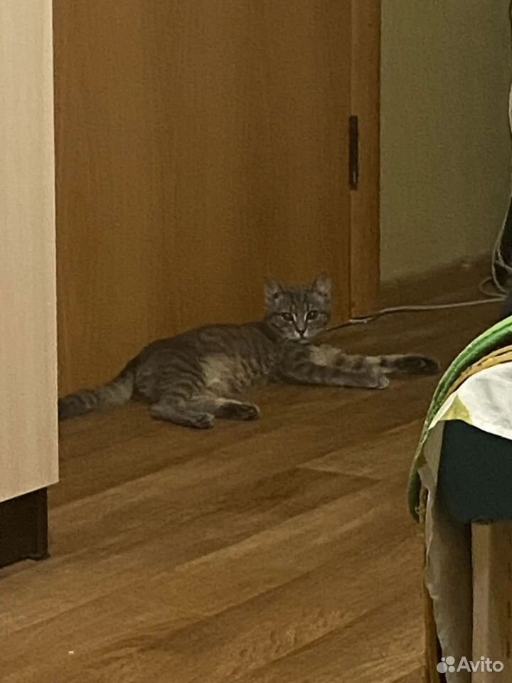 Котёнок в добрые руки, Дзержинск