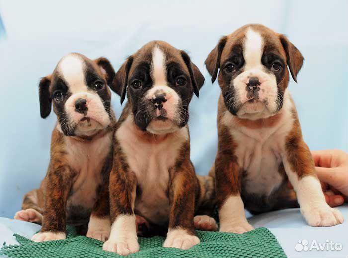 Красотули боксеры