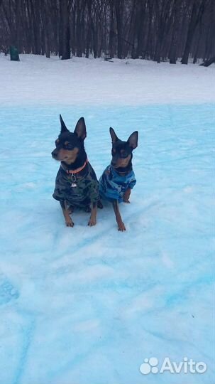 Цвергпинчер