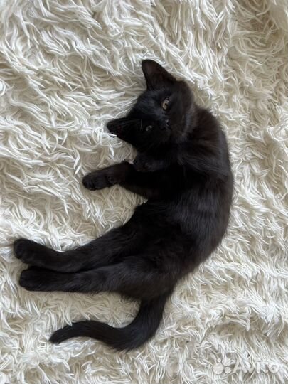 Передержка животных