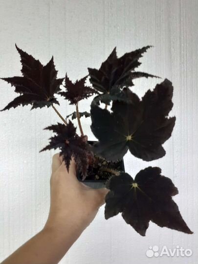 Бегония декоративно лиственная