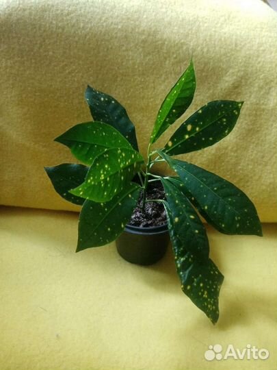 Кодиеум кротон аукуболистный