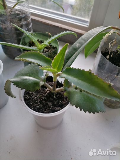 Каланхоэ лечебное