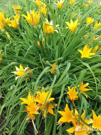 Флоксы Лилейник жёлтый Эхиноцея Шиповник