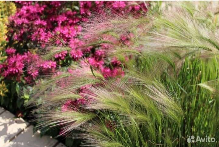 Декоративные злаки