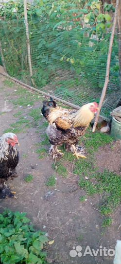 Петух Брама