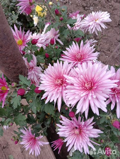 Хризантемы мультиылора кусты