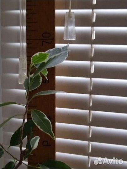 Фикус Бенжамен мелколистный пестрый взрослый