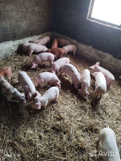 Поросенок ландрас