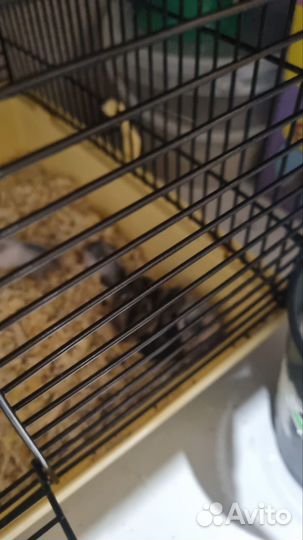 Джунгарский хомяк