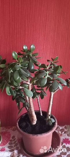 Толстянка(денежное дерево)