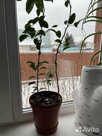 Лимоное дерево