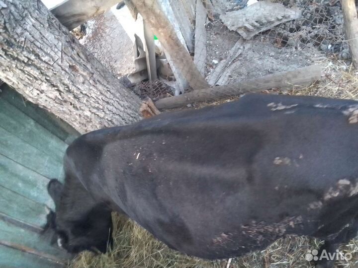 Бычок 9 месячный