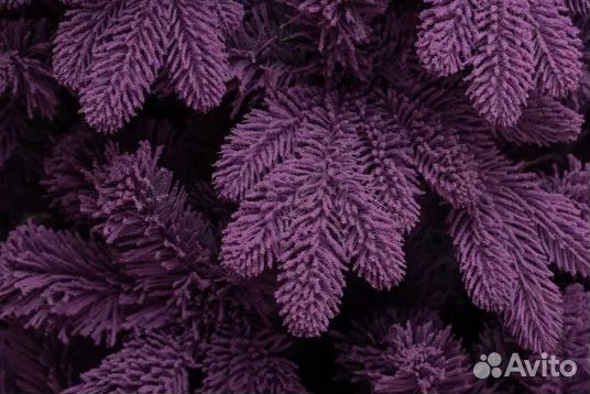 Ель Таврида