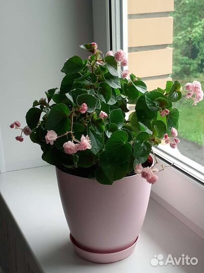 Бегония махровая