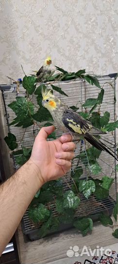 Попугай корелла