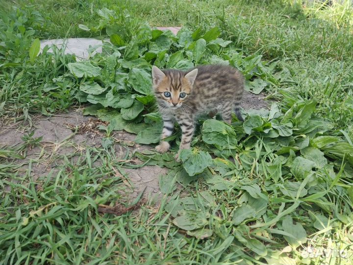 Котята бенгальские