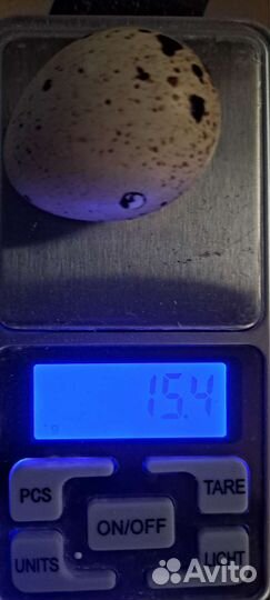 Инкубационое яйцо