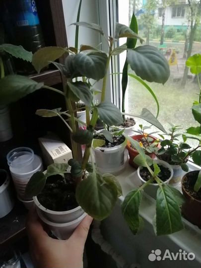 Комнатные растения