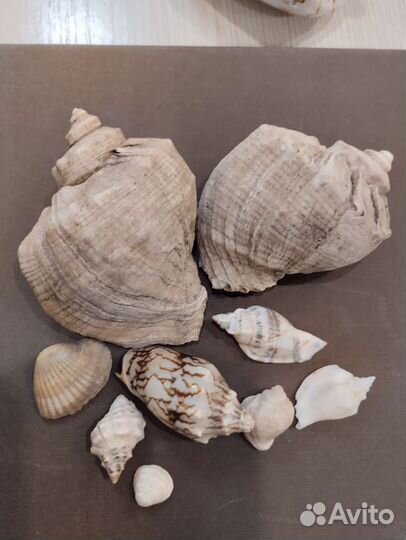 Морские ракушки
