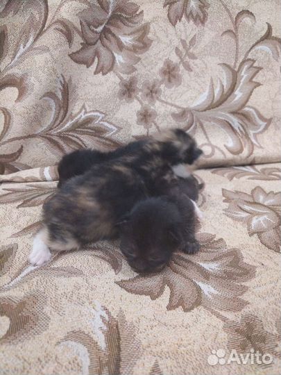 Котята в добрые руки бесплатно